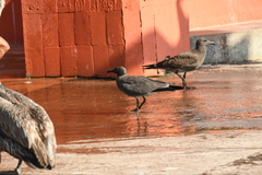 Leucophaeus fuliginosus