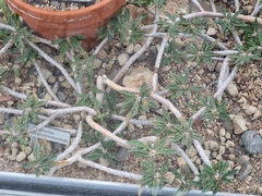 Euphorbia cap-saintemariensis