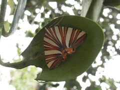 Pityeja histrionaria