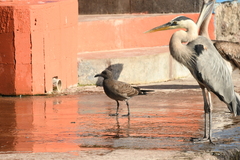 Leucophaeus fuliginosus