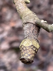 Magnolia denudata