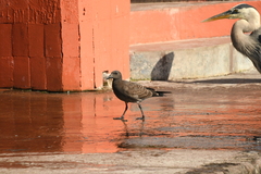 Leucophaeus fuliginosus