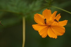 Hypselonotus interruptus
