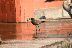 Leucophaeus fuliginosus