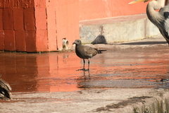 Leucophaeus fuliginosus