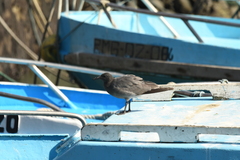 Leucophaeus fuliginosus