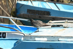 Leucophaeus fuliginosus