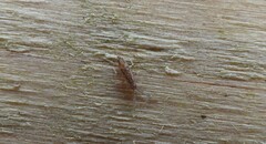 Entomobrya intermedia