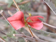 Indigofera pechuelii