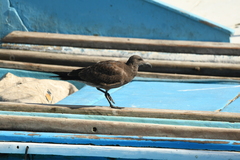 Leucophaeus fuliginosus