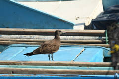 Leucophaeus fuliginosus