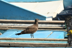 Leucophaeus fuliginosus