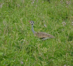Eupodotis senegalensis