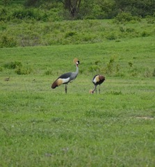 Balearica regulorum