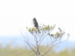 Artemisiospiza nevadensis