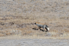 Vulpes ferrilata