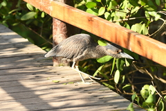 Nyctanassa violacea pauper
