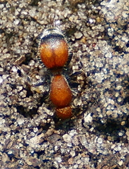 Dasymutilla nigripes