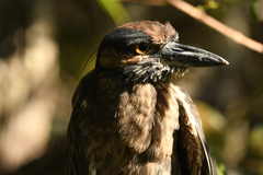 Nyctanassa violacea pauper