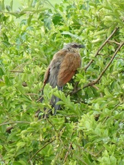 Centropus superciliosus