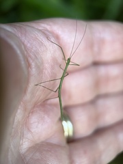 Libethra