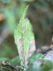 Libethra