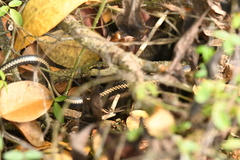 Pseudalsophis steindachneri