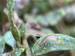 Libethra