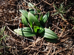 Ophrys sphegodes massiliensis