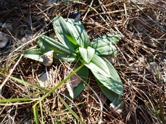 Ophrys sphegodes massiliensis