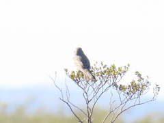 Artemisiospiza nevadensis