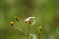 Chiomara asychis