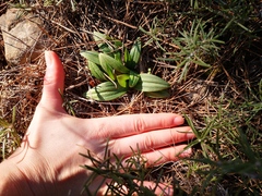 Ophrys sphegodes massiliensis