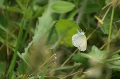 Eurema elathea