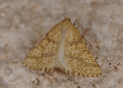 Aspitates ochrearia