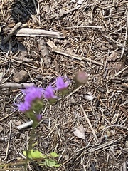 Liatris squarrulosa