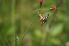 Chiomara asychis