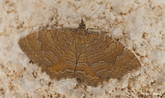 Camptogramma bilineata