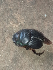 Coprophanaeus cyanescens