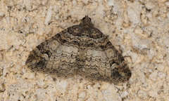 Catarhoe hortulanaria