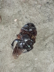 Coprophanaeus cyanescens