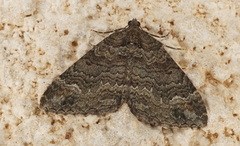 Catarhoe hortulanaria