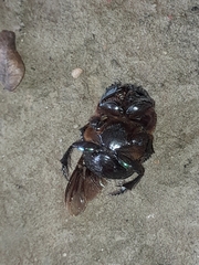 Coprophanaeus cyanescens