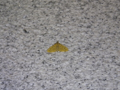 Conogethes