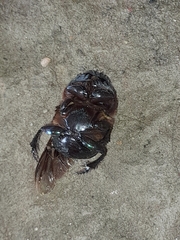 Coprophanaeus cyanescens