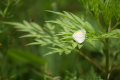 Eurema elathea