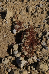 Pogonomyrmex californicus