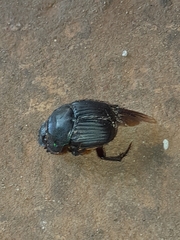 Coprophanaeus cyanescens