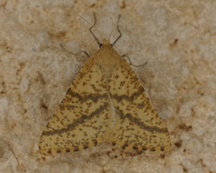 Aspitates ochrearia