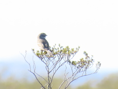 Artemisiospiza nevadensis